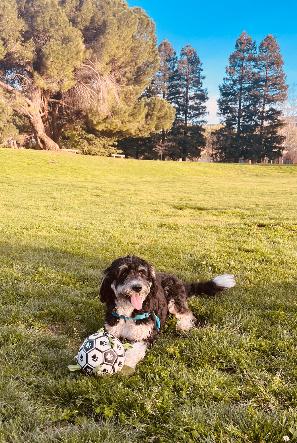 Harper, the founder's Australian Shepherd doodle